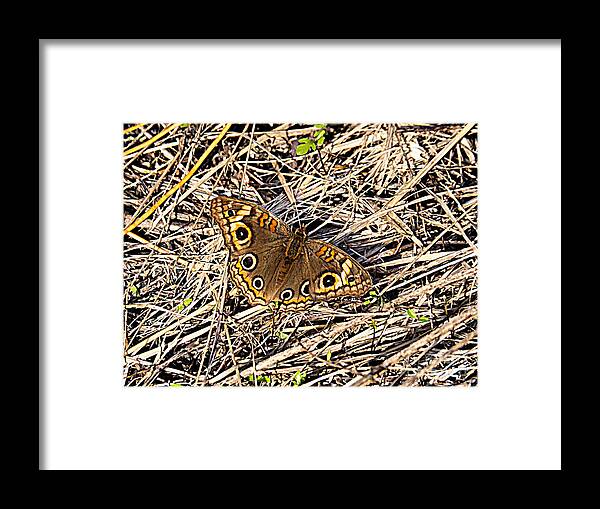 Butterfly Framed Print featuring the digital art Abstract Common Buckeye Butterfly by L Bosco