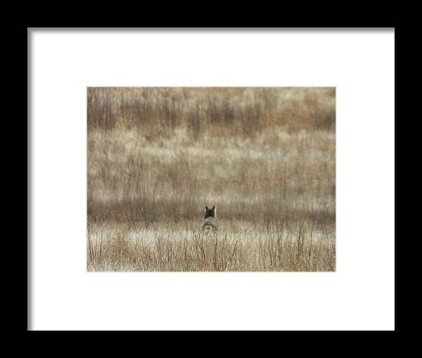 Coyote Framed Print featuring the photograph Abstract Coyote by Amanda R Wright