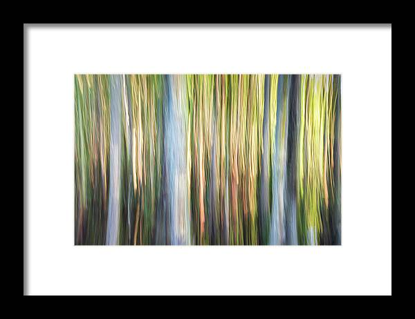 Trees Framed Print featuring the photograph Abstract Cypress Trees by Jordan Hill