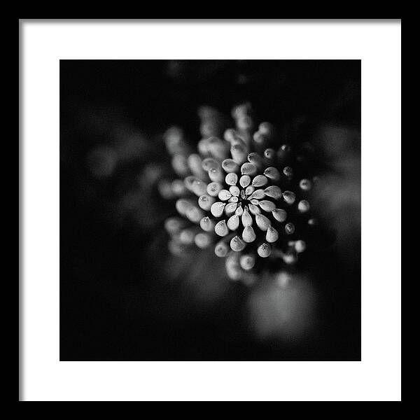 Macro Framed Print featuring the photograph Abstract Flower by Martin Vorel Minimalist Photography