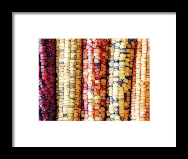 Indian Corn Framed Print featuring the digital art Abstract Indian Corn by Phil Perkins