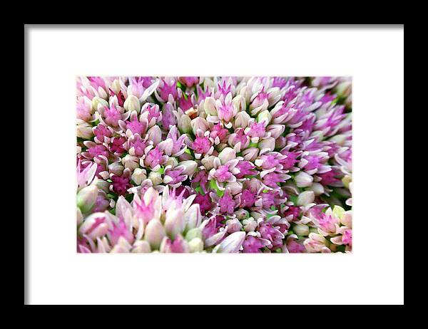 Abstracts Framed Print featuring the photograph Abstract Sedum by Christina Rollo