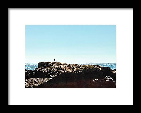 Birds Framed Print featuring the photograph Acadia National Park Seagull by Amelia Pearn