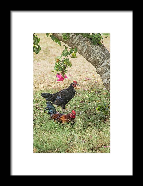 Chicken Framed Print featuring the photograph Accepting Abundance by Kim Sowa