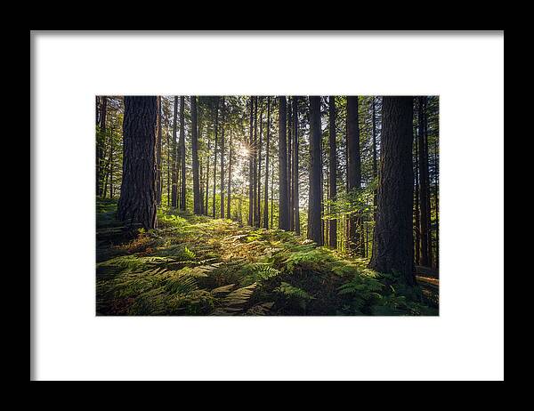 Forest Framed Print featuring the photograph Acquerino nature reserve forest. Trees and ferns in the morning. by Stefano Orazzini