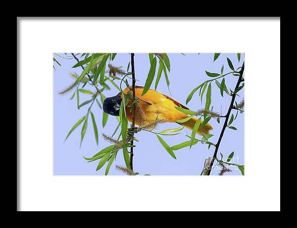 Baltimore Oriole Framed Print featuring the photograph Oriole Acrobat by Chris Scroggins