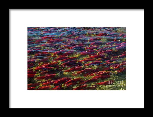 Adams River Framed Print featuring the photograph Adams River Sockeye Migrating Upstream by Nancy Gleason