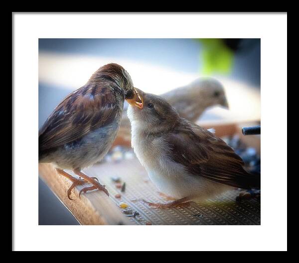 Adolescent Framed Print featuring the photograph Adolescent Sparrow No. 2 by Al White
