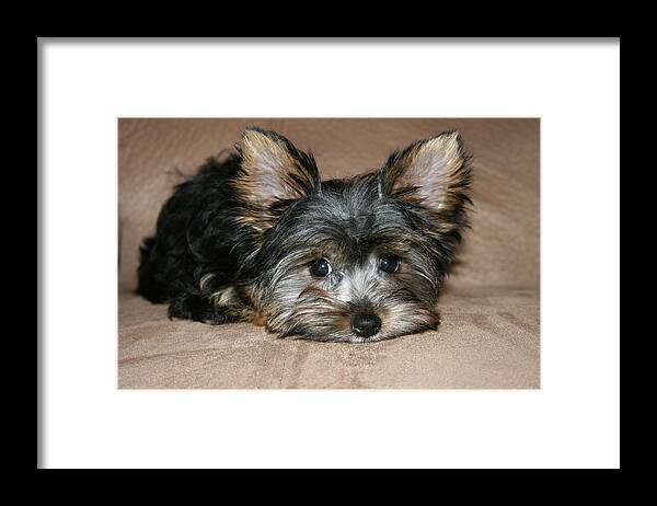 Animal Framed Print featuring the photograph Adorable Yorkie Puppy 2 by Dawn Richards