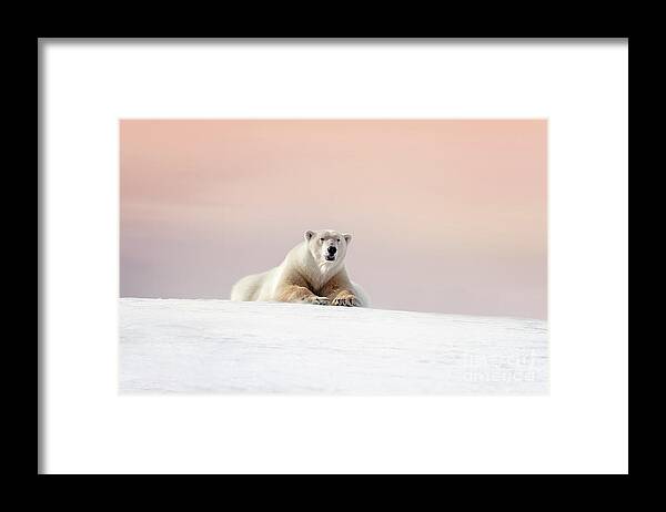 Wild Framed Print featuring the photograph Adult male polar bear resting on the snow of Svalbard at dusk by Jane Rix