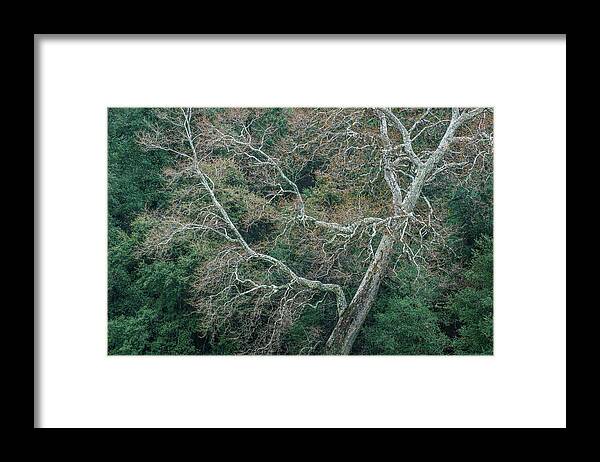 Trees Framed Print featuring the photograph Aeolian Harp, Santa Ysabel by Alexander Kunz