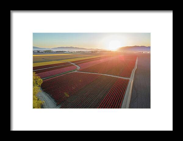 Skagit Framed Print featuring the photograph Aerial Tulips1 by Michael Rauwolf