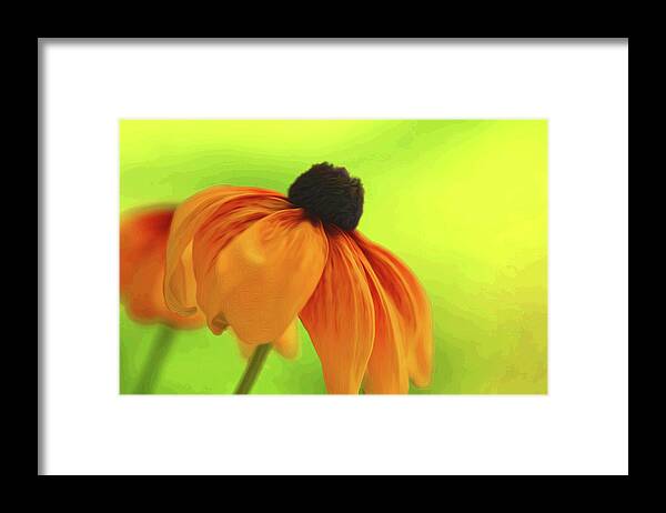 Daisy Framed Print featuring the photograph African Daisy by Kathy Paynter