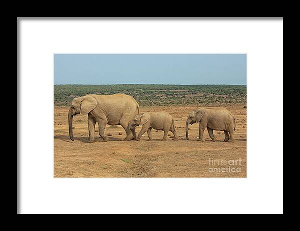 Africa Framed Print featuring the photograph African elephant family in a row in South Africa by Patricia Hofmeester