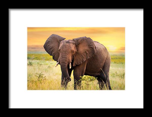 Environmental Conservation Framed Print featuring the photograph African elephant standing in grassland at sunset. by Karelnoppe