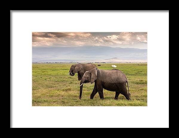 Kenya Framed Print featuring the photograph African Elephants at wild with Cattle Egret by Ayzenstayn