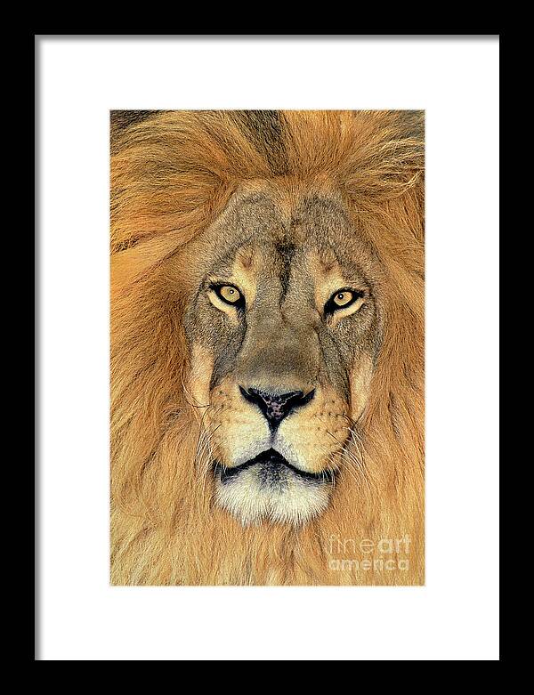 African Lion Framed Print featuring the photograph African Lion Portrait Wildlife Rescue by Dave Welling