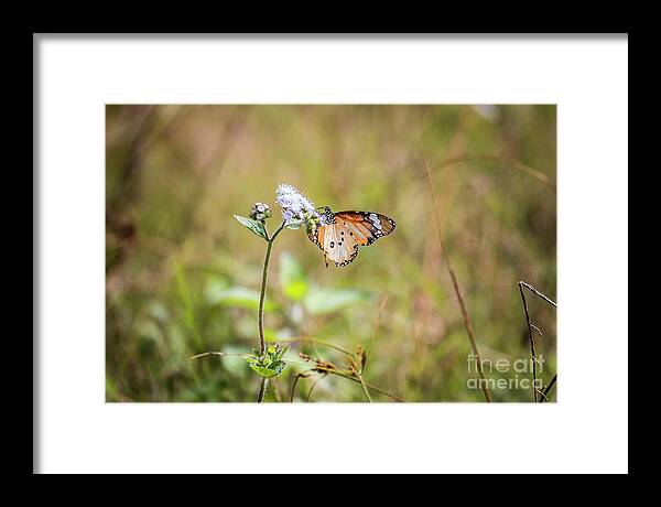 Butterfly Framed Print featuring the photograph African Monarch by Claudio Maioli