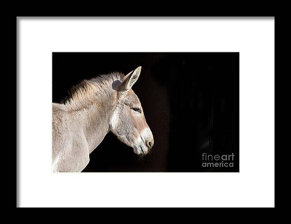 Conservation Framed Print featuring the photograph African wild donkey side profile with space for text. Indigenous by Jane Rix