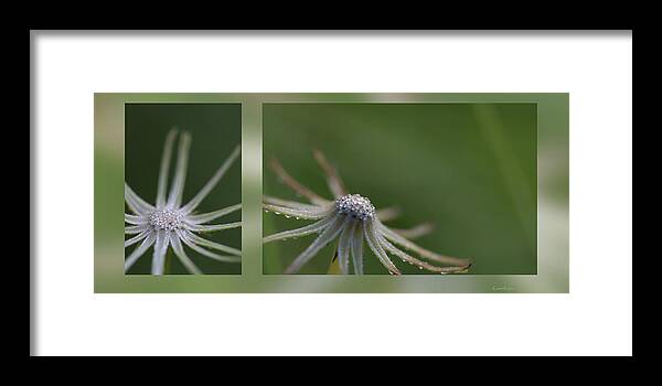 Plants Framed Print featuring the photograph After the flower by Phil And Karen Rispin
