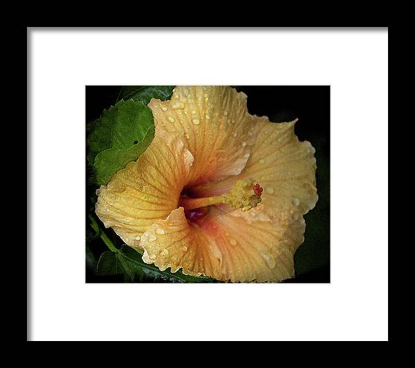 Hibiscus Framed Print featuring the photograph After the Rain by M Kathleen Warren