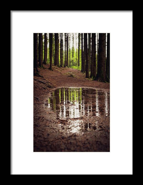 Forest Framed Print featuring the photograph After the rains came by Gavin Lewis