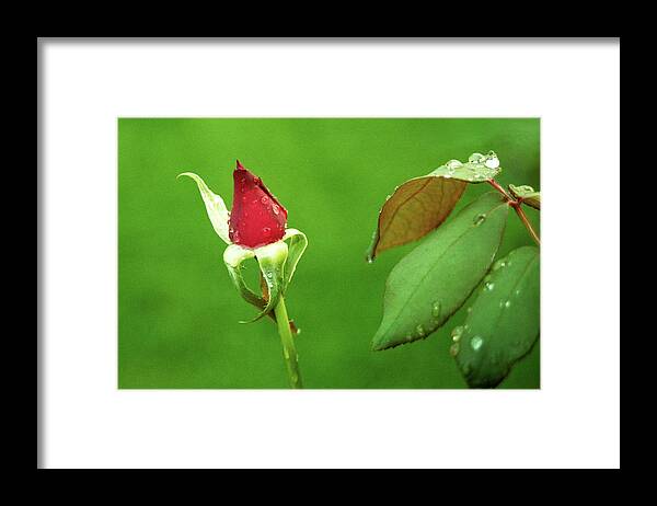 Rose Framed Print featuring the digital art After the Storm by Brad Barton