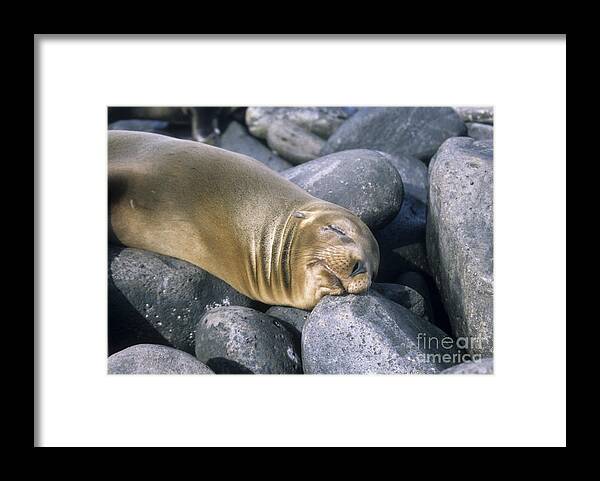 Sealion Framed Print featuring the photograph Afternoon nap by James Brunker