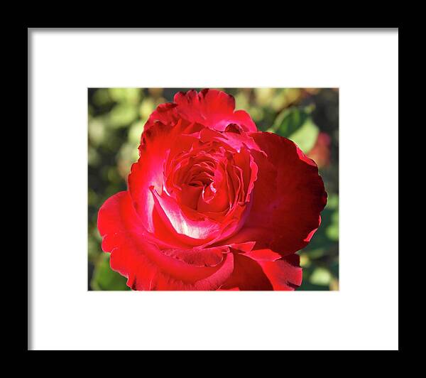 Rose Framed Print featuring the photograph Afternoon Red Rose by Michele Myers