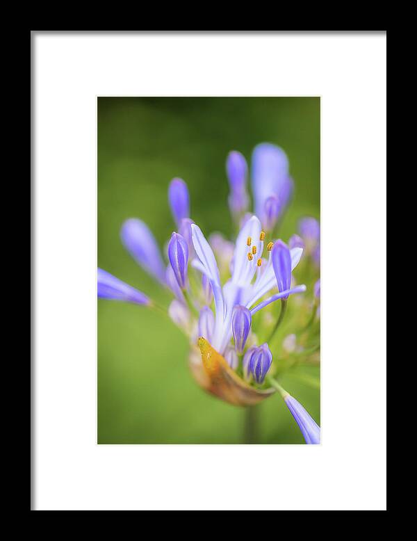 Agapanthus Framed Print featuring the photograph Agapanthus by Alexander Kunz