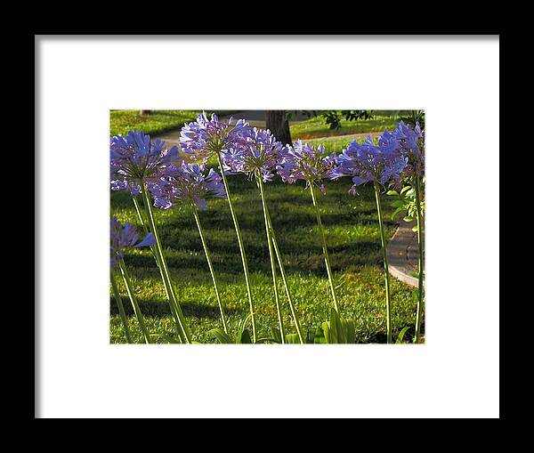 Botanical Framed Print featuring the photograph Agapanthus by Richard Thomas