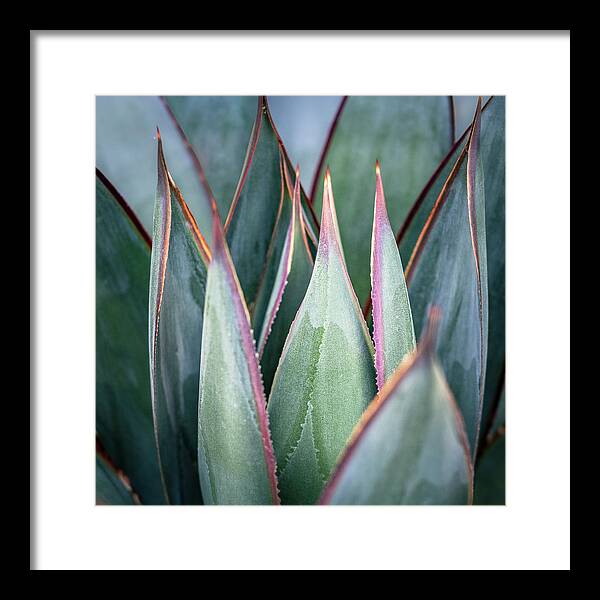 Cacti Framed Print featuring the photograph Agave Blue Glow by Gary Geddes