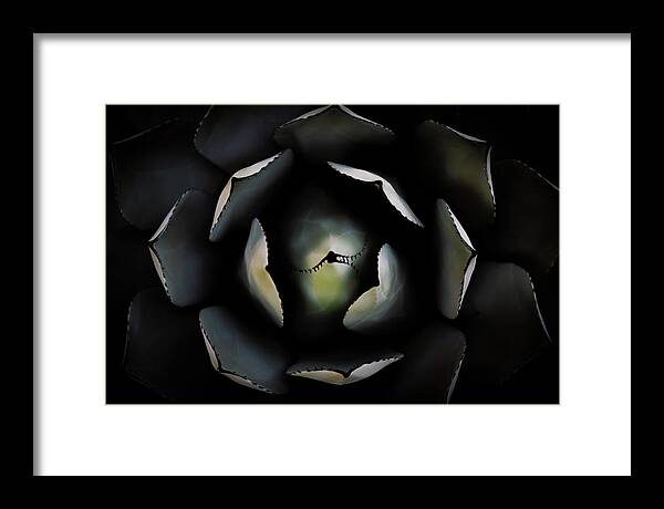 Agave Parryi Truncata Framed Print featuring the photograph Agave parryi truncata by Gary Geddes