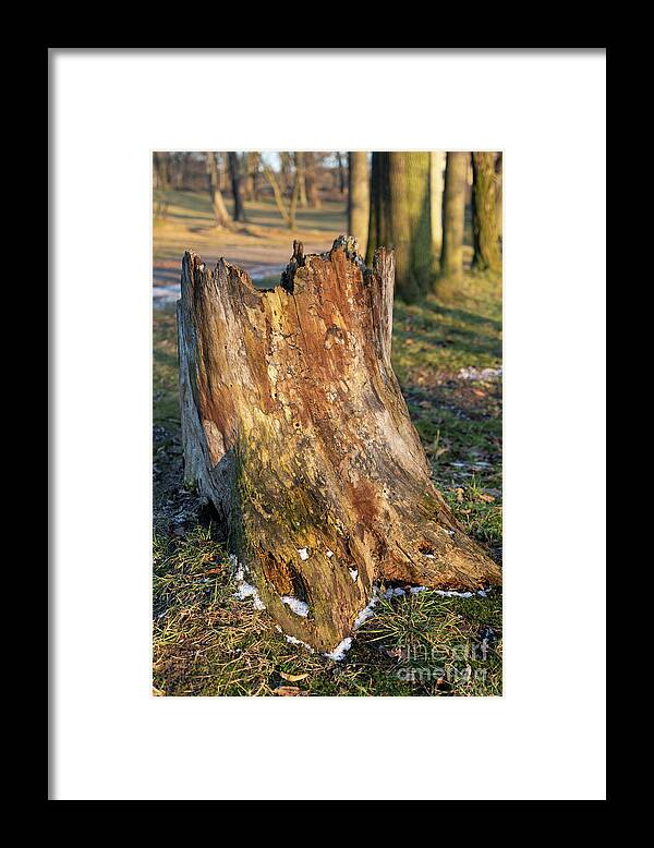Tree Framed Print featuring the photograph Ageing Wood and Evening Light 1 by Adriana Mueller