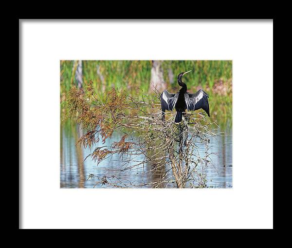 Anhinga Framed Print featuring the photograph Air Dry II by Ron Dubin