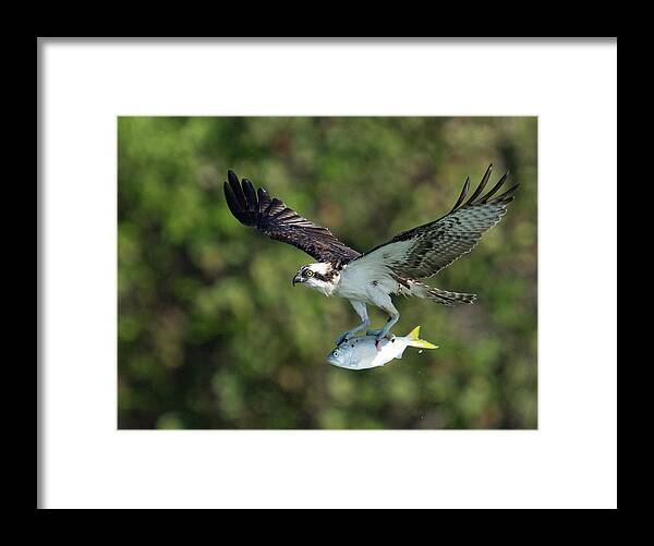 Osprey Framed Print featuring the photograph Air Lunch by Todd Tucker