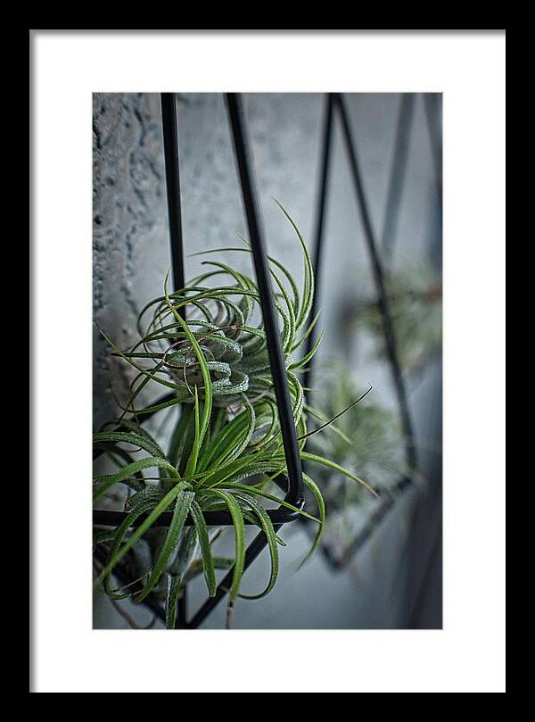 Flower Framed Print featuring the photograph Air Plant Trio by Portia Olaughlin