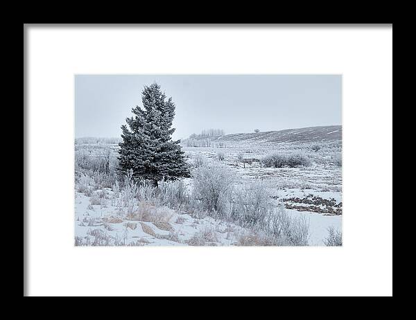 Winter Framed Print featuring the photograph Alberta winter landscape by Phil And Karen Rispin