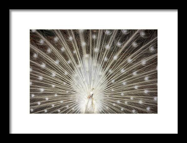 Albino Peacock Framed Print featuring the photograph Albino Peacock by Larry Marshall