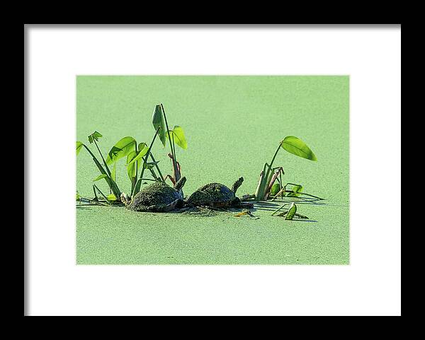 Turtles Framed Print featuring the photograph Algae Covered Turtles by Gordon Ripley