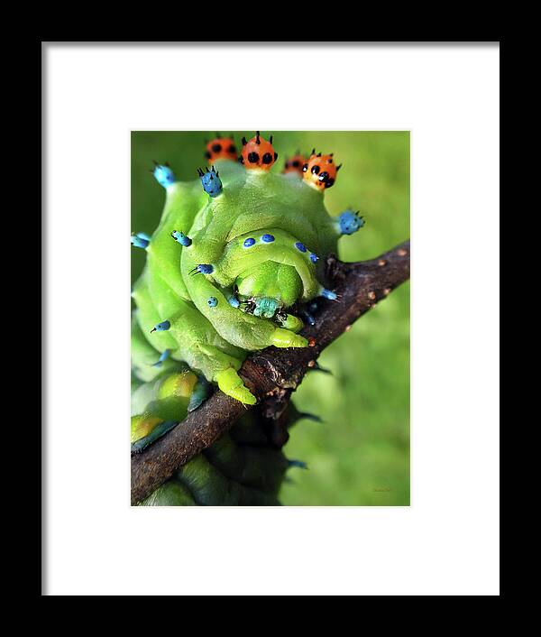Cecropia Caterpillar Framed Print featuring the photograph Alien Nature Cecropia Caterpillar by Christina Rollo