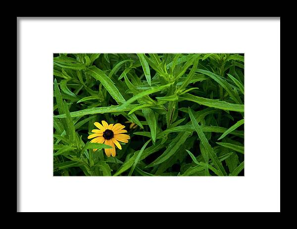 Black-eyed Susan Framed Print featuring the photograph All Alone by Ginger Stein