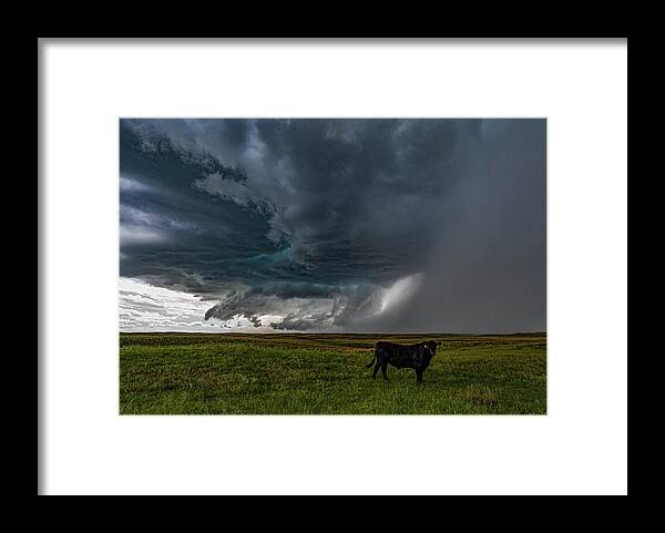 Hail Framed Print featuring the photograph All Hail Cattle by Marcus Hustedde