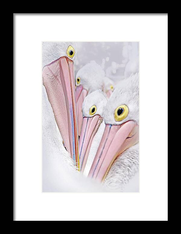 Many Australian Pelicans Framed Print featuring the photograph All In It Together by Az Jackson
