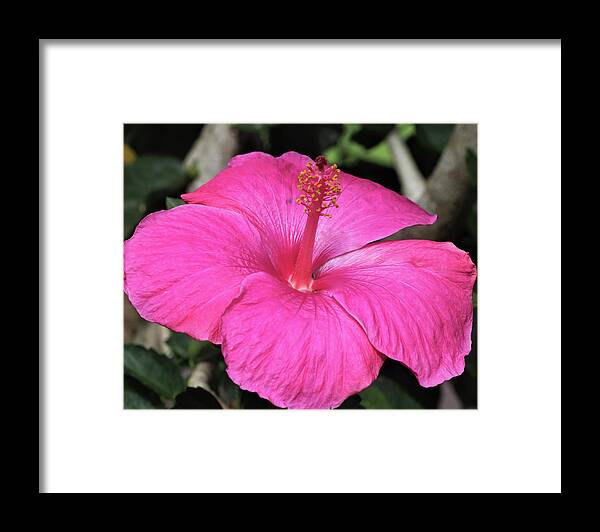 Flowers Framed Print featuring the pyrography All Pink by Tony Spencer