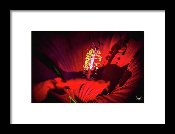 Red Framed Print featuring the photograph All Red by Pam Rendall