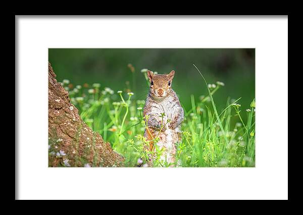 Grey Squirrel Framed Print featuring the photograph Squirrel In Wild Flowers by Jordan Hill