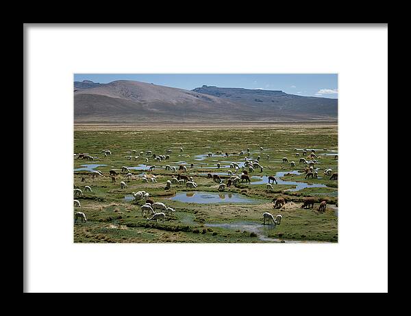 Alpacas Framed Print featuring the photograph All The Alpacas by Tanya Doan