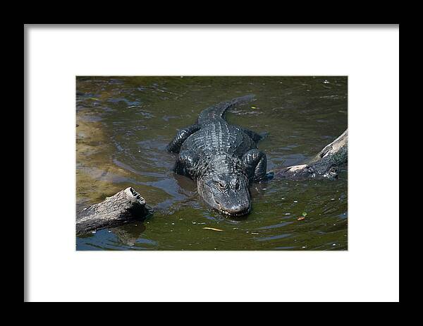 Alligator Framed Print featuring the photograph Alligator-3 by John Kirkland