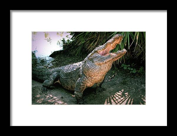 Alligator Framed Print featuring the photograph Alligator by Carolyn Hutchins
